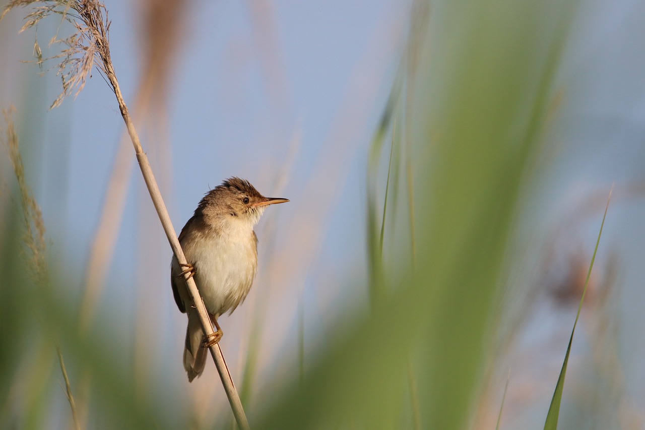 Biodiversiteit