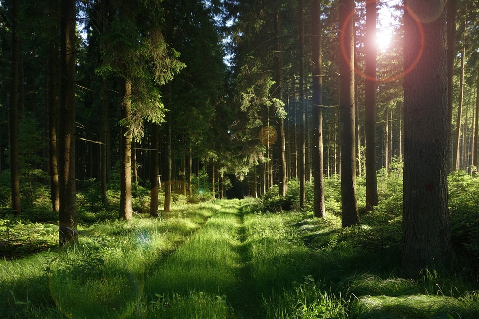 Een bos is een goed voorbeeld van een ecosysteem. Hierin profiteren een grote verscheidenheid aan planten en dieren van elkaar en hun omgeving. 