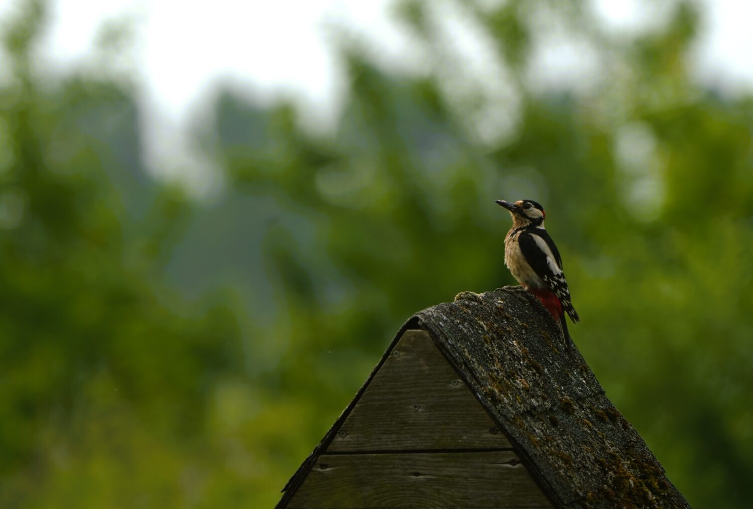 Grote bonte specht (de Natuur van hier)