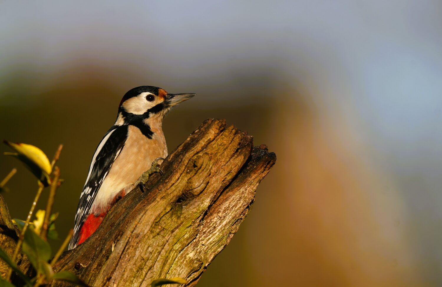 De grote bonte specht is de meest algemene van de drie bonte spechten soorten in ons land (de Natuur van hier)