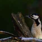 Spechten in Nederland (de Natuur van hier)