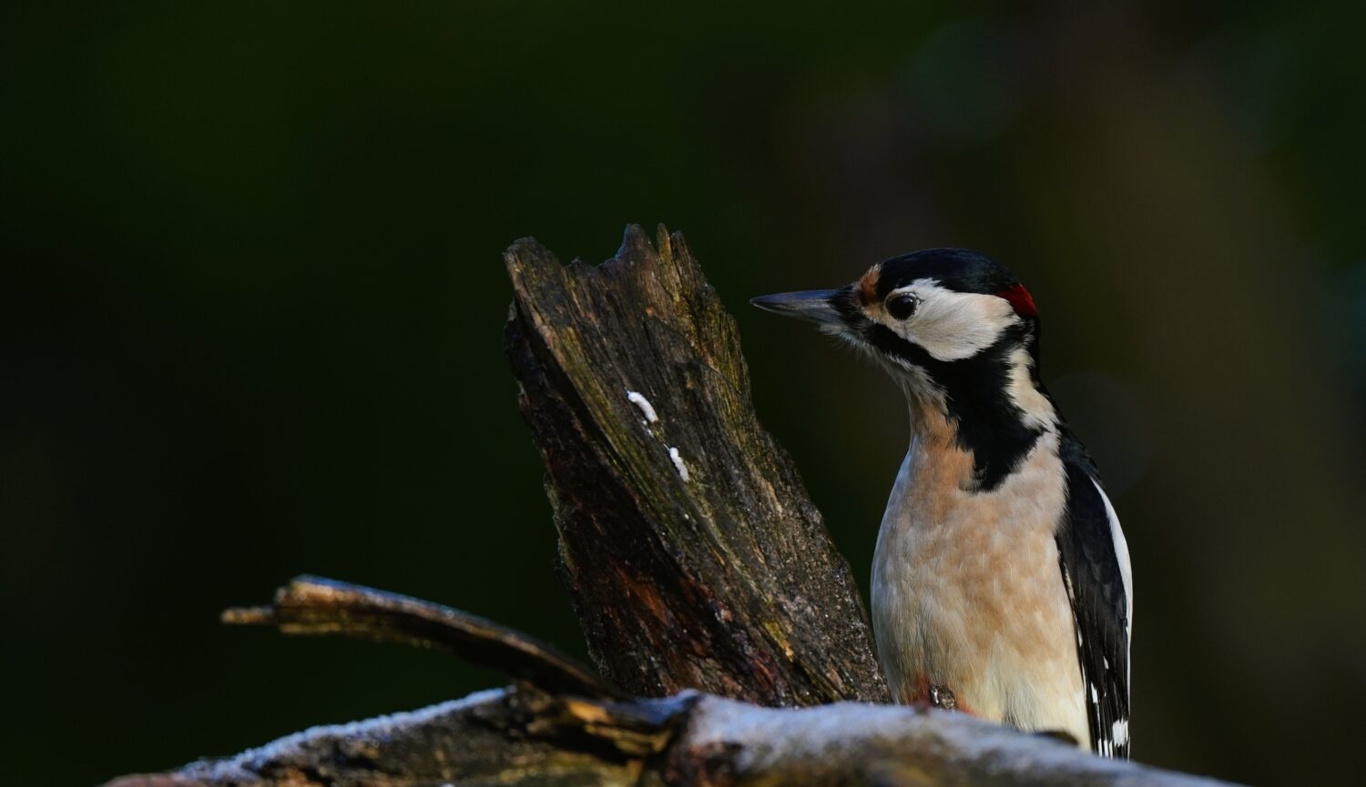 Spechten in Nederland (de Natuur van hier)
