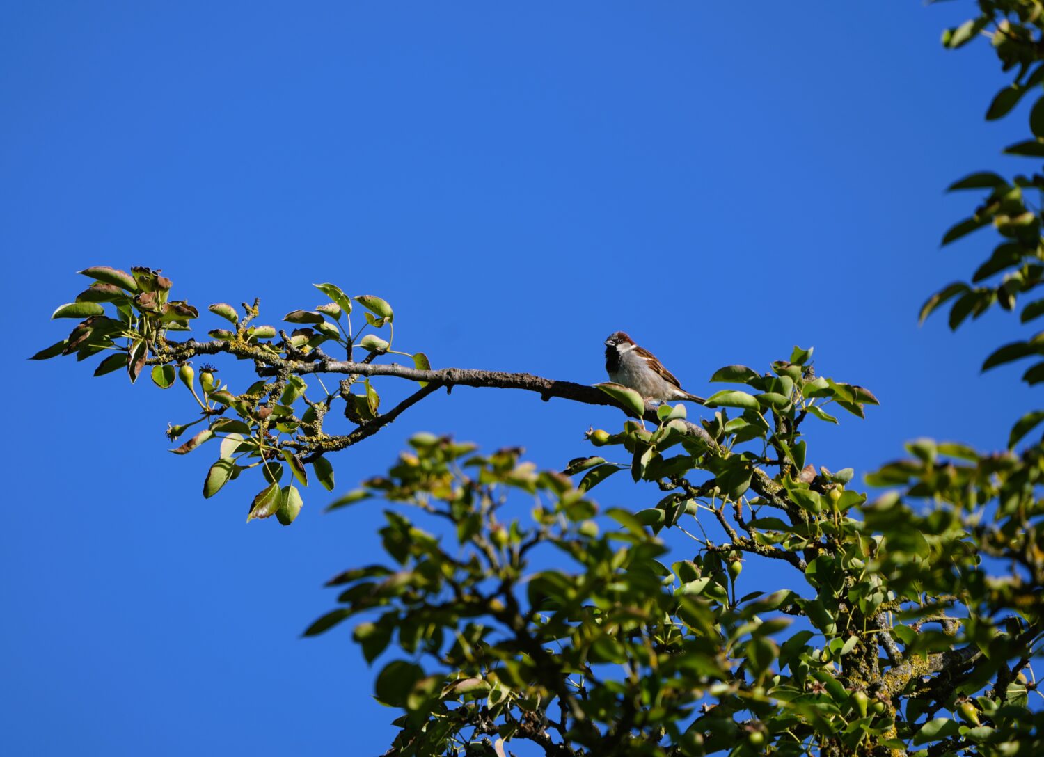 Huismussen zijn echte tuinvogels (De Natuur van hier)