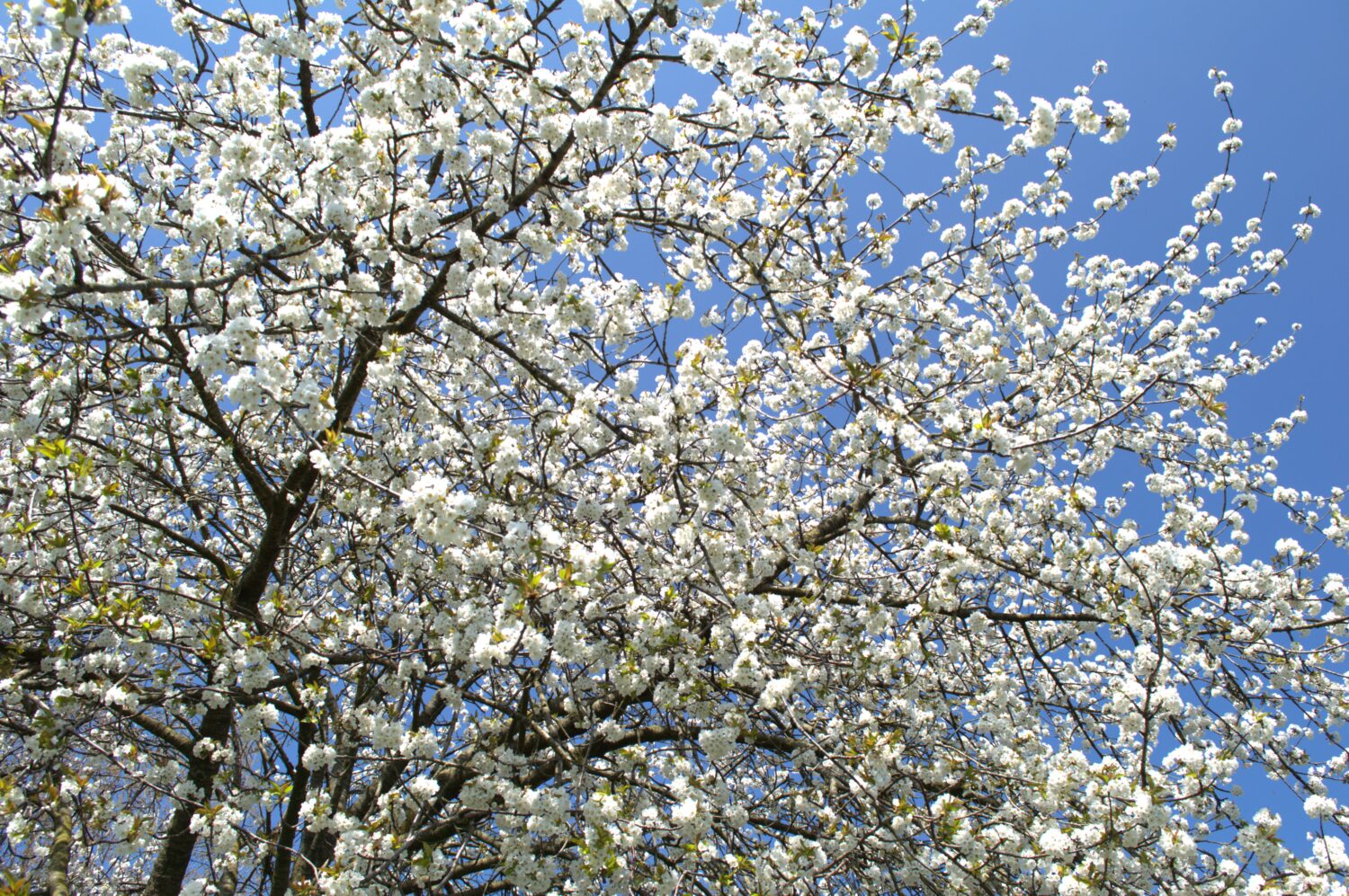 De kersen van een kersenboom worden graag genuttigd door diverse vogels. Daarnaast heeft deze boom in het voorjaar een prachtige bloei (De Natuur van hier)