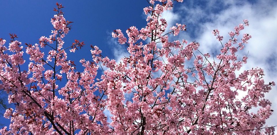 De kersen van een kersenboom worden graag genuttigd door diverse vogels. Daarnaast heeft deze boom in het voorjaar een prachtige bloei. 