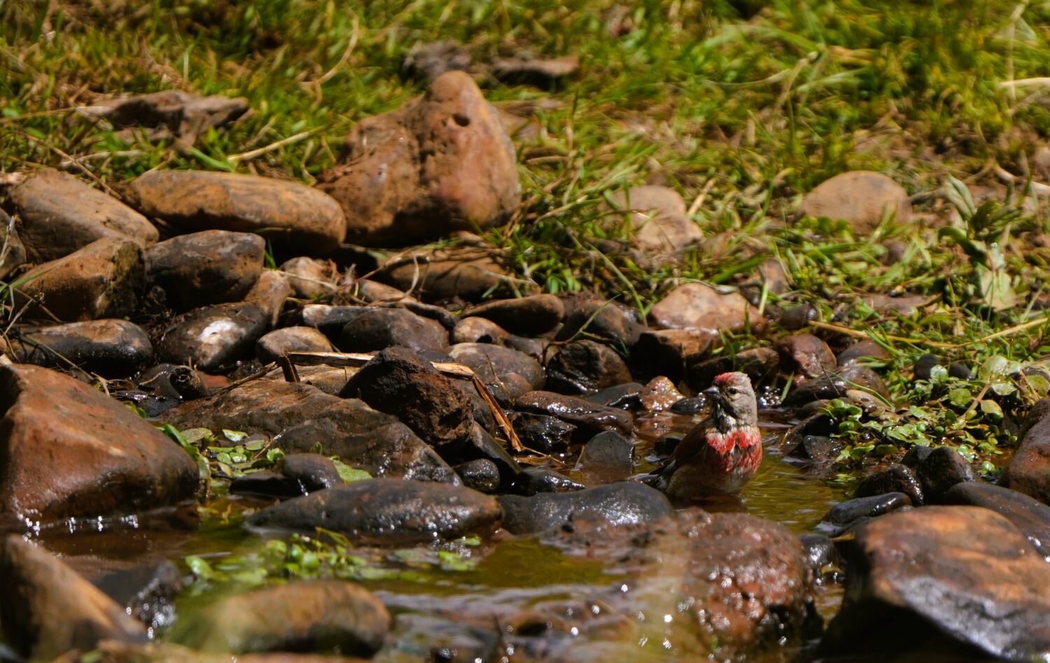 Een kneu neemt een verfrissend bad (De Natuur van hier)