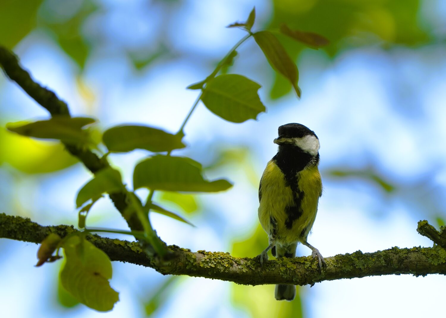 De koolmees is een van de bekendste (tuin)vogels van ons land (De Natuur van hier)