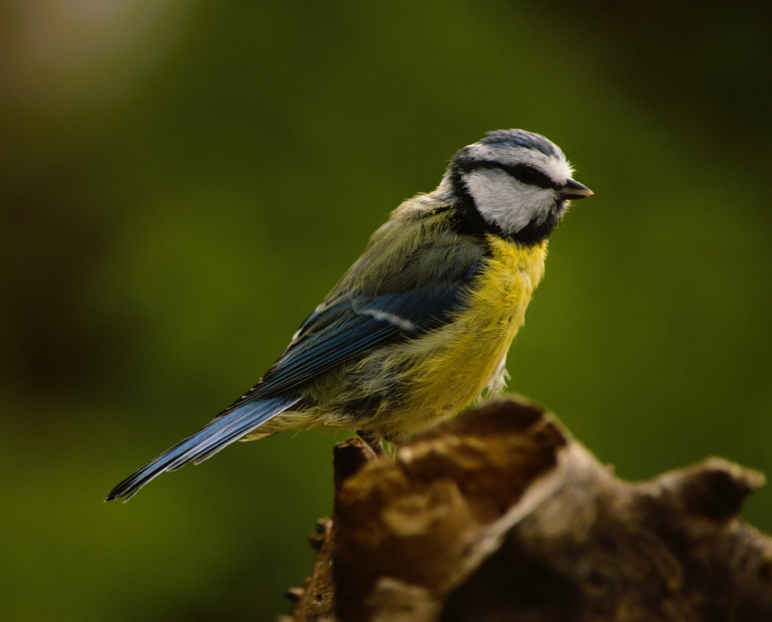 Pimpelmezen voelen zich al snel thuis in groene tuinen (De Natuur van hier)
