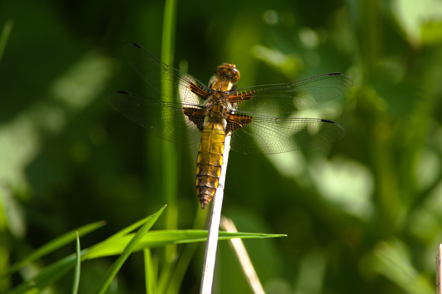 Platbuik (de Natuur van hier)
