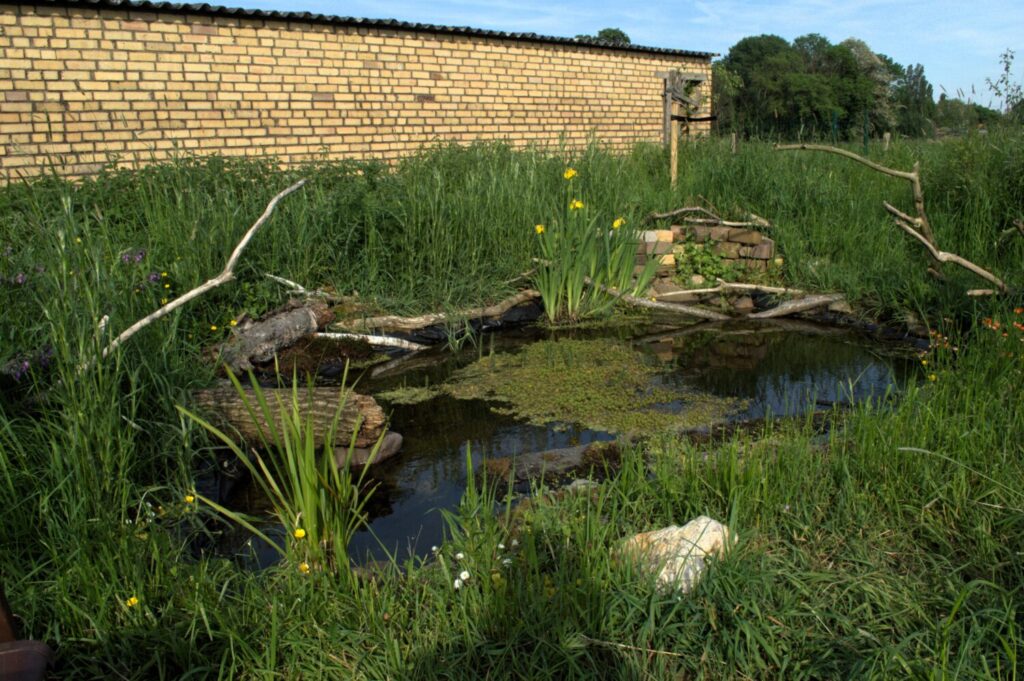 Een poel zorgt voor beleving in je tuin (de Natuur van hier)