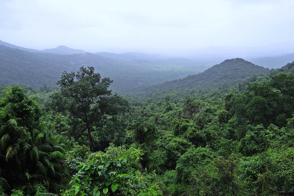 Het regenwoud kent een hoge biodiversiteit