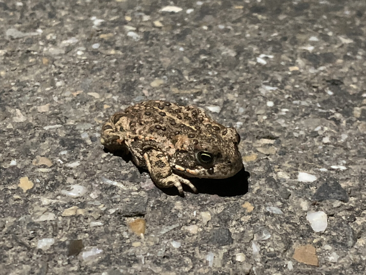 De rugstreeppad is een echte pionierssoort en zorgt daarmee regelmatig voor problemen bij nieuwbouwprojecten (de Natuur van hier)