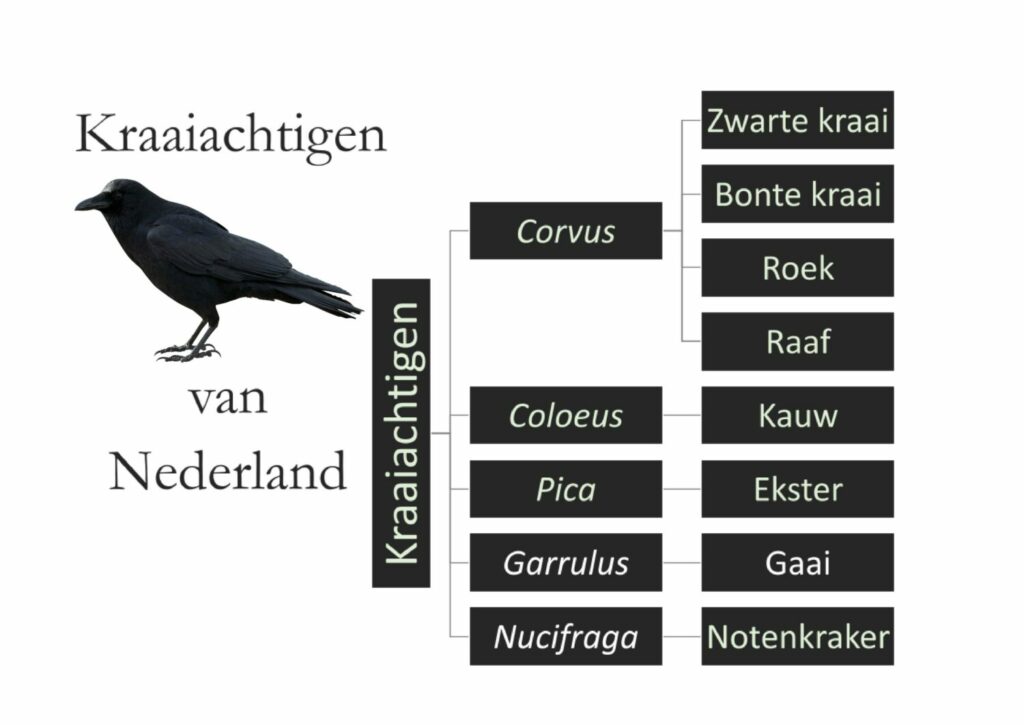 De taxonomie van de kraaiachtigen in Nederland