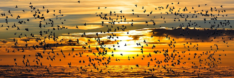 Langs de kust heb je kans om tijdens de trek honderdduizenden vogels tegelijk te zien