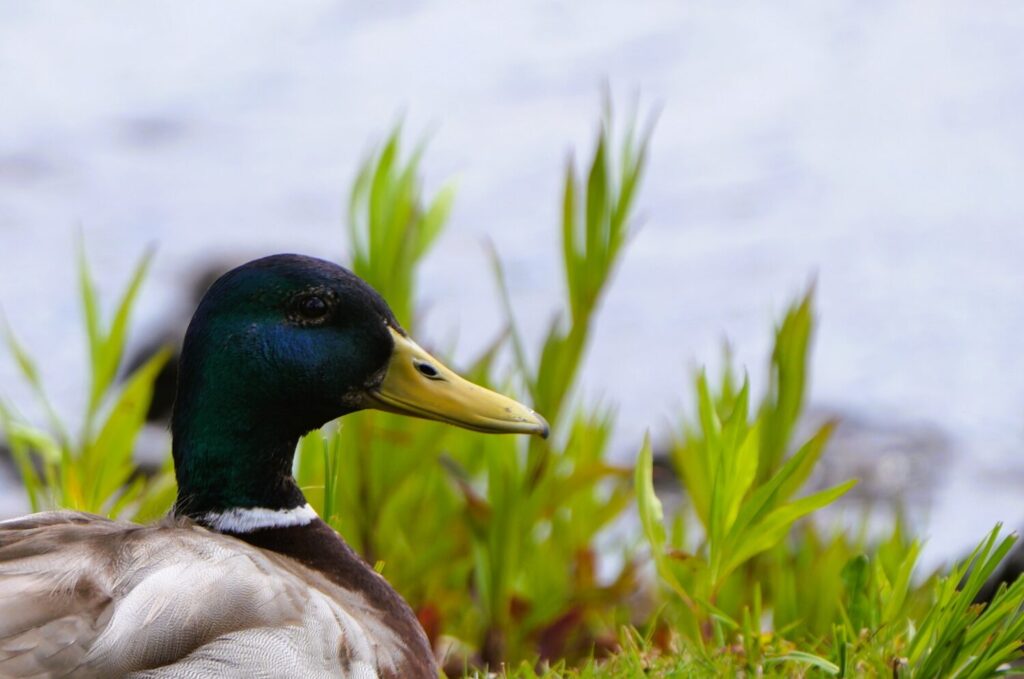 Veel tuinvogels zullen gebruik maken van een poel. Bij de wat grotere poelen maak je zelfs kans op een bezoek van eenden (de Natuur van hier)