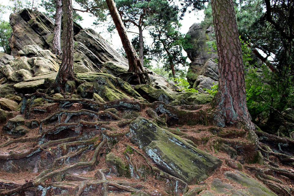 Boomwortels en gesteente in het Teutoburger woud