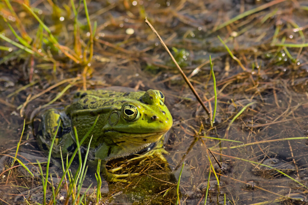 De bastaardkikker is een kruising tussen de meer- en  poelkikker (Shutterstock)
