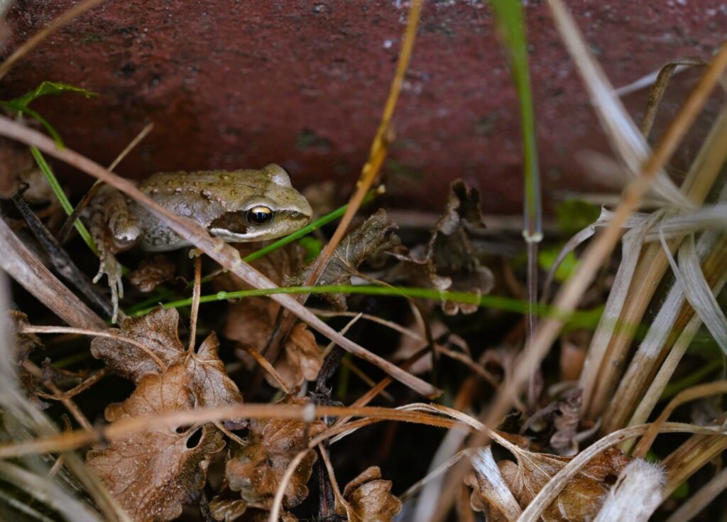 De bruine kikker is de meest algemene soort in Nederland (de Natuur van hier)