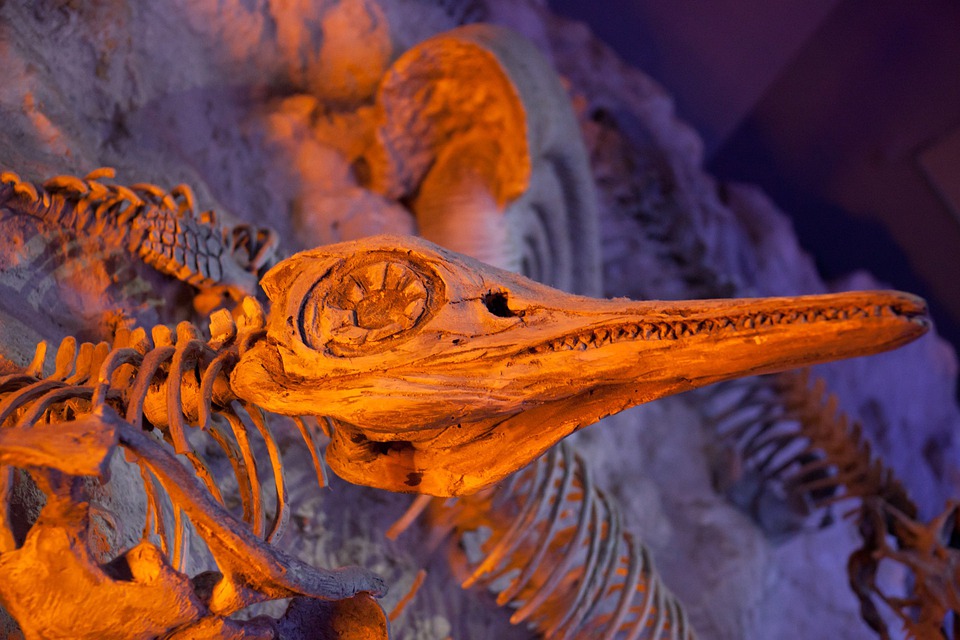 In Nederland zijn veel fossielen gevonden van zeereptielen die geleefd hebben in de Krijtzee