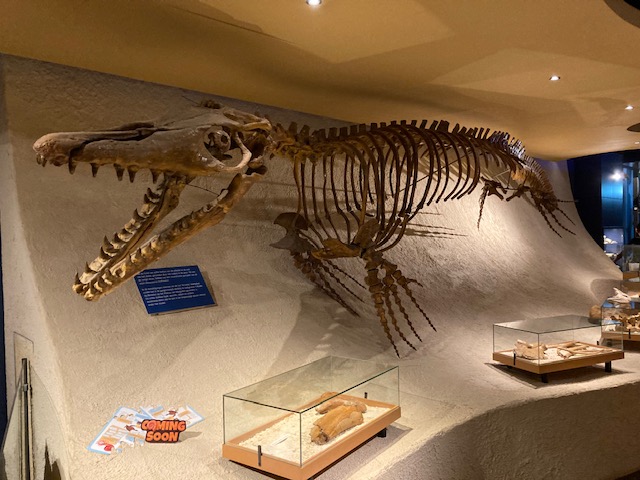 De mosasaurus in het Natuurhistorisch Museum in Maastricht