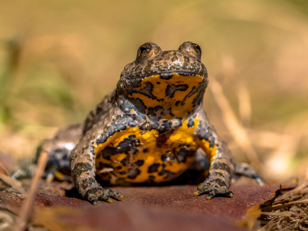 De geelbuikvuurpad is heel gemakkelijk te herkennen aan zijn opvallend gekleurde buik en keel (Shutterstock)