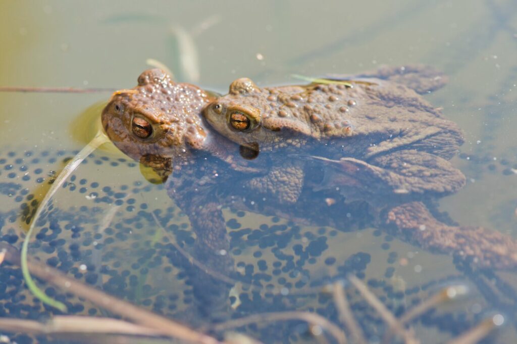 De gewone pad is de meest algemene paddensoort in ons land (Shutterstock)