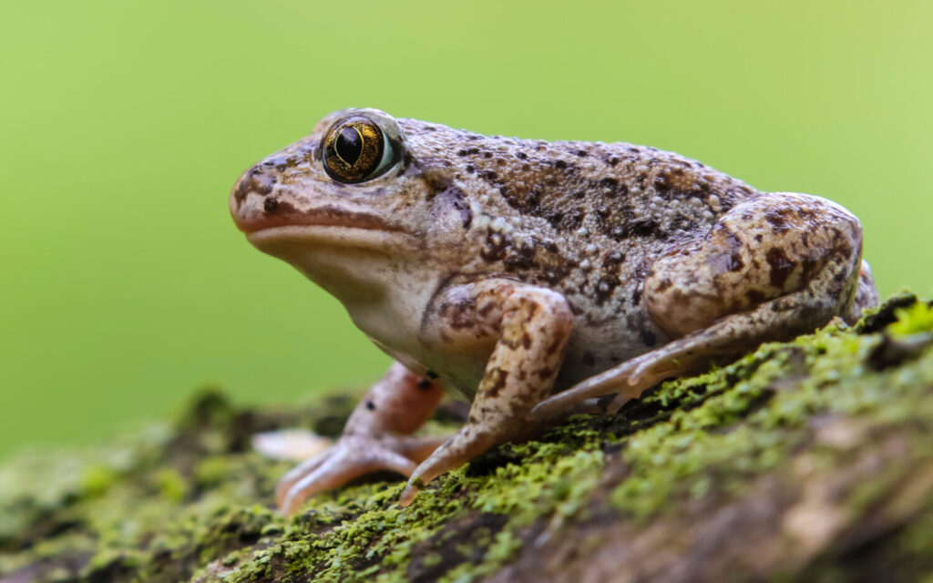 Bij gevaar kan de knoflookpad een geur afscheiden die naar knoflook ruikt  (Shutterstock)