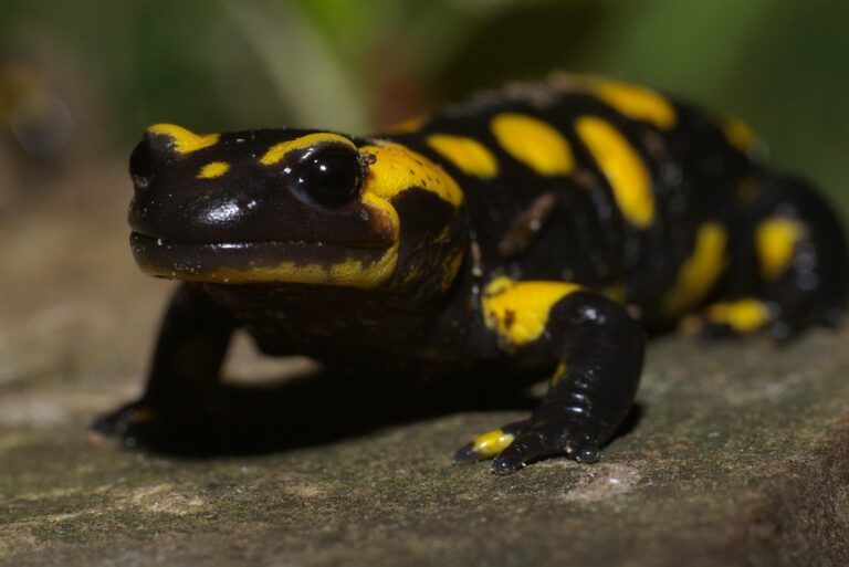salamanders-in-nederland-de-natuur-van-hier