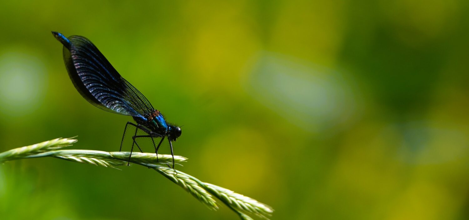 Juffers, zoals deze weidebeekjuffer, hebben een veel slankere bouw dan libellen (de Natuur van hier)