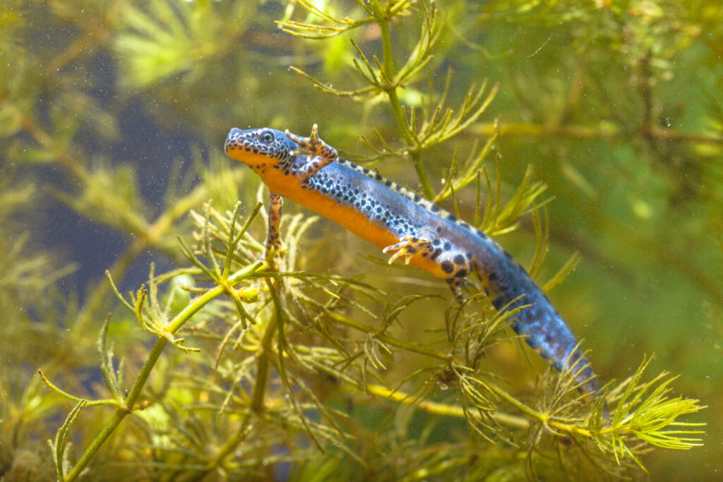 De alpenwatersalamander is de kleurrijkste watersalamander in Nederland (Shutterstock)
