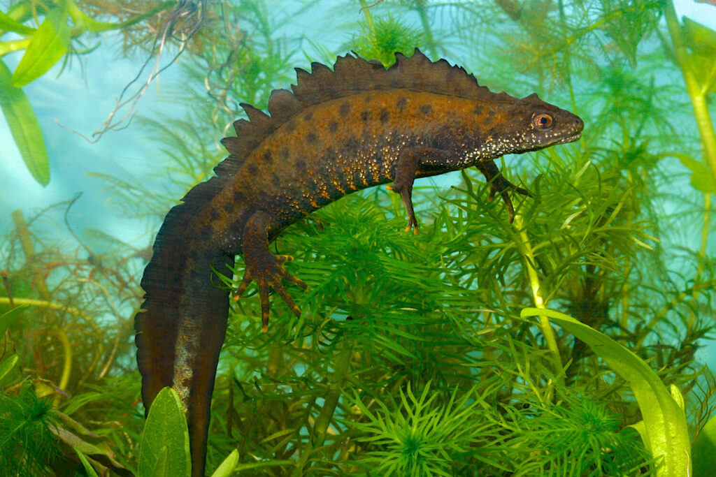 De kamsalamander is de grootste watersalamander die we in Nederland tegenkomen (Shutterstock)