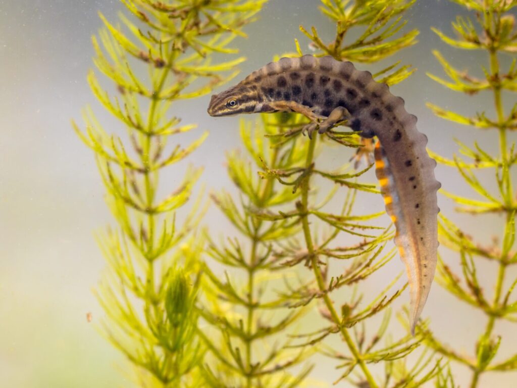 De mannetjes van de kleine watersalamander ontwikkelen in de voortplantingstijd een rugkam (Shutterstock)