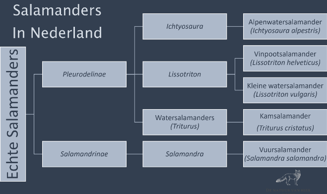 Taxonomie salamanders in Nederland (De natuur van hier)