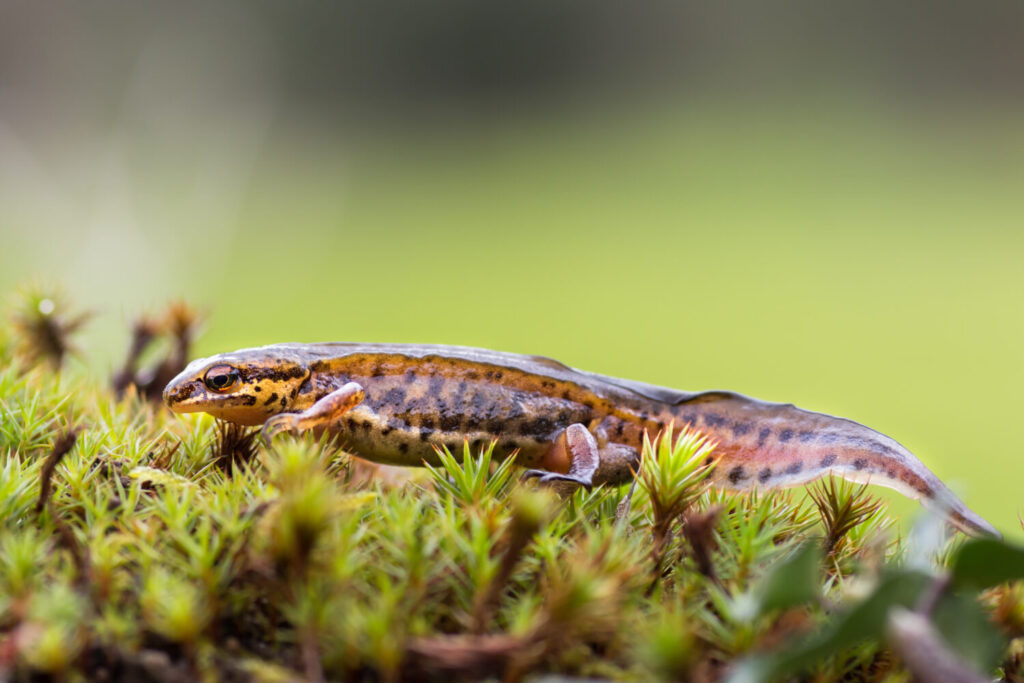 De vinpootsalamander is de kleinste salamander van Nederland (Shutterstock)