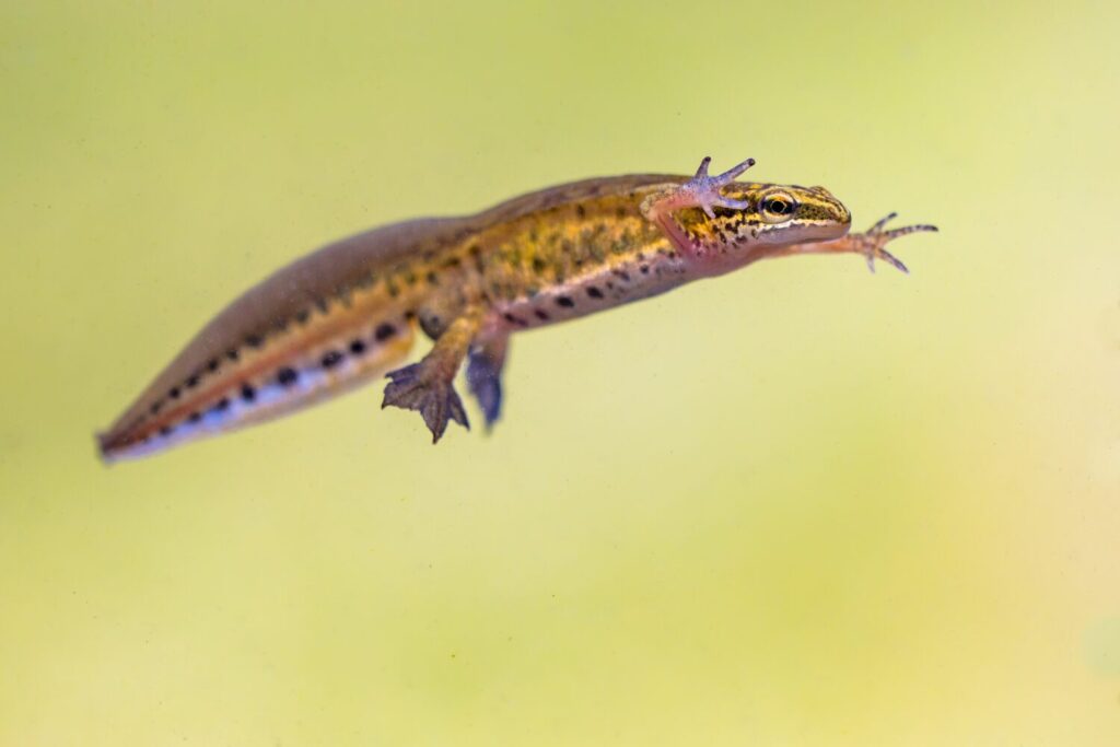 Vinpootsalamander overwintert soms op land, maar soms ook in het water (Shutterstock)