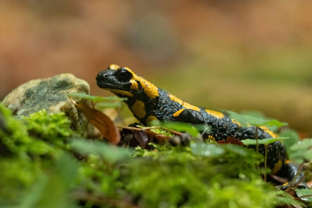 De vuursalamander is de enige landsalamander die we kennen in Nederland (Shutterstock)