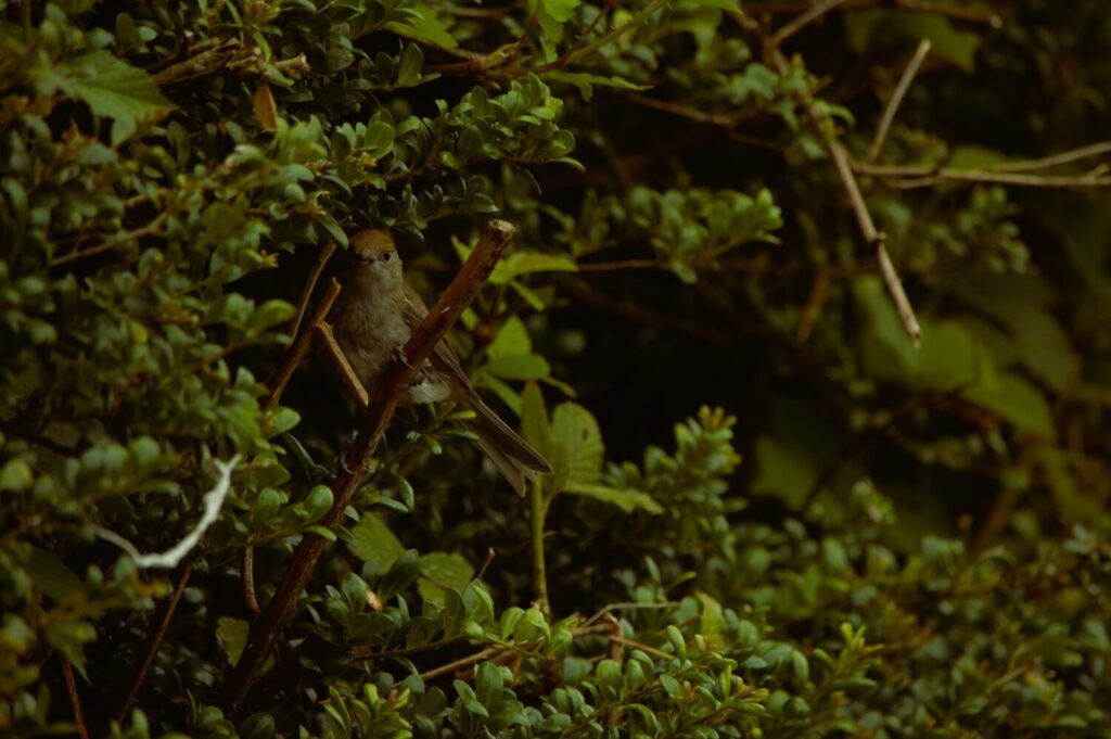 Zwartkop vrouw schuilt in het struikgewas