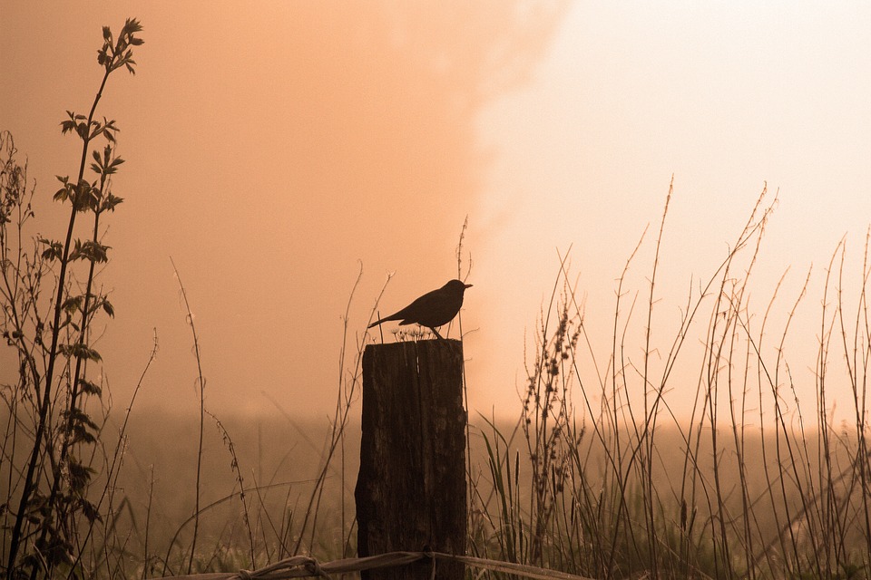 Een merel is een echte vroege vogel en hoor je bij het krieken van de dag