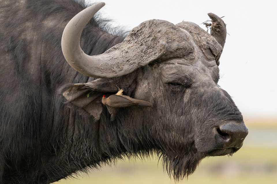 Buffel symbiose