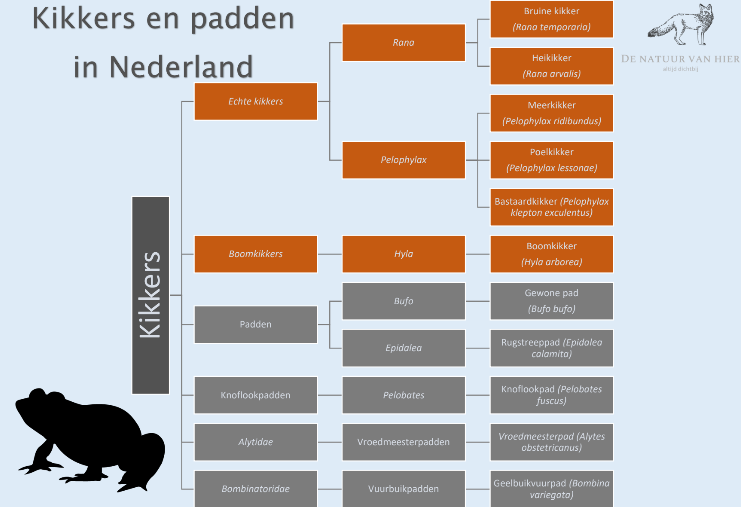 Taxonomie kikkers en padden in Nederland (De natuur van hier)
