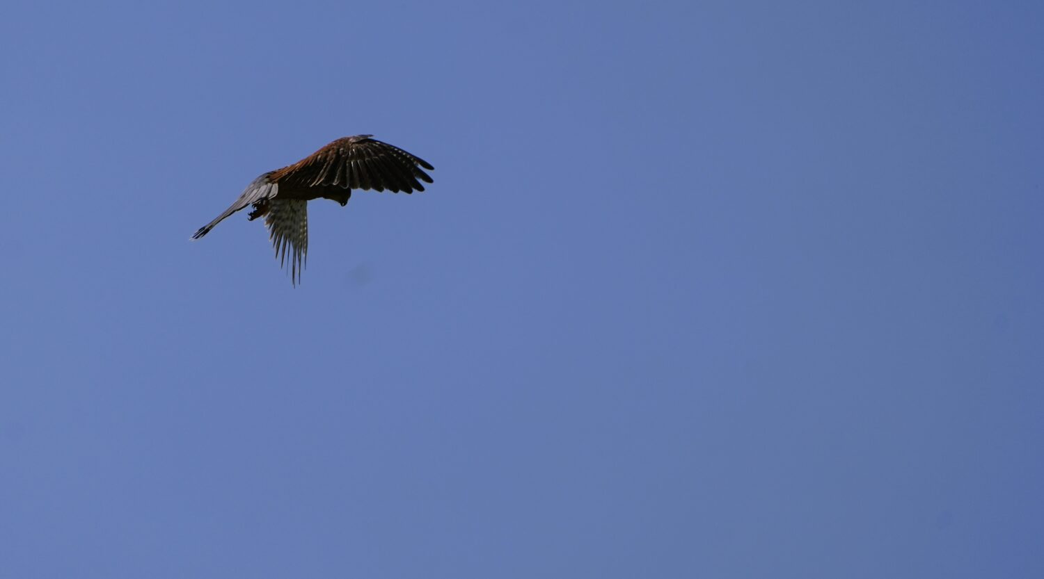 Een torenvalk biddend in de lucht, typisch gedrag van deze bijzondere vogels (de Natuur van hier)