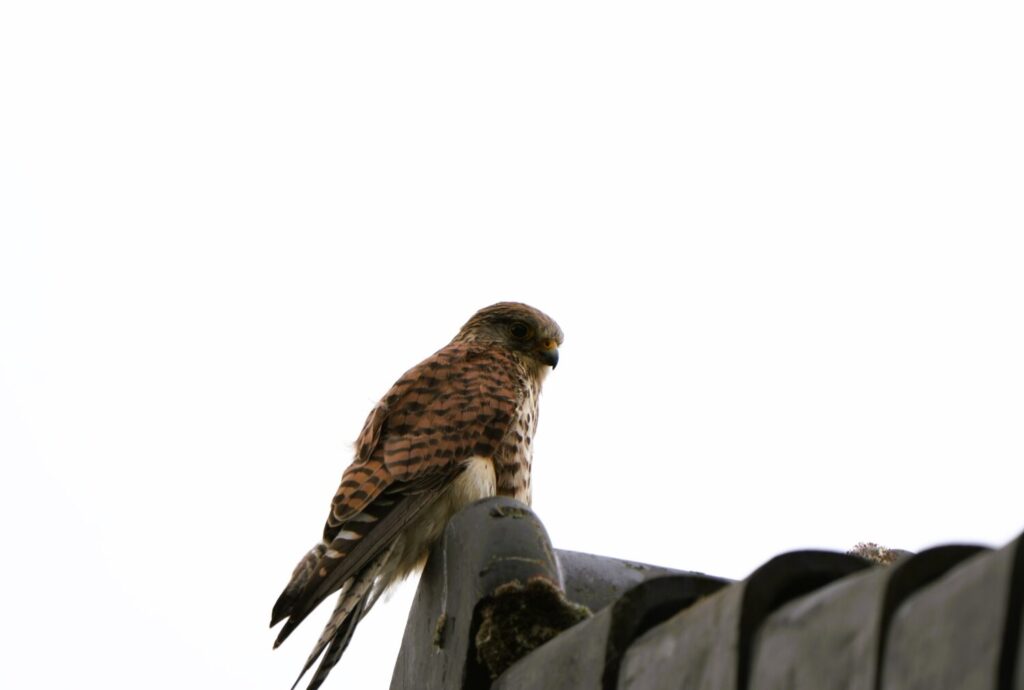 Torenvalken bezoeken soms ook grote tuinen, mits de omstandigheden juist zijn (de Natuur van hier)
