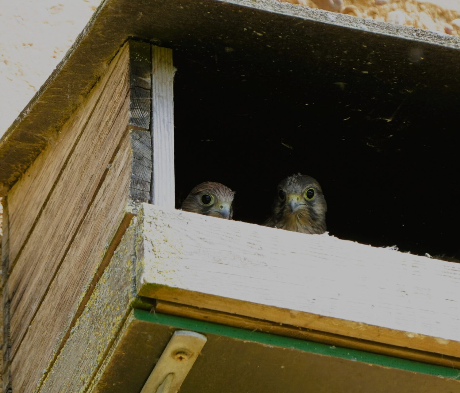 Jonge torenvalkjes verkennen de omgeving vanuit de nestkast (de Natuur van hier)