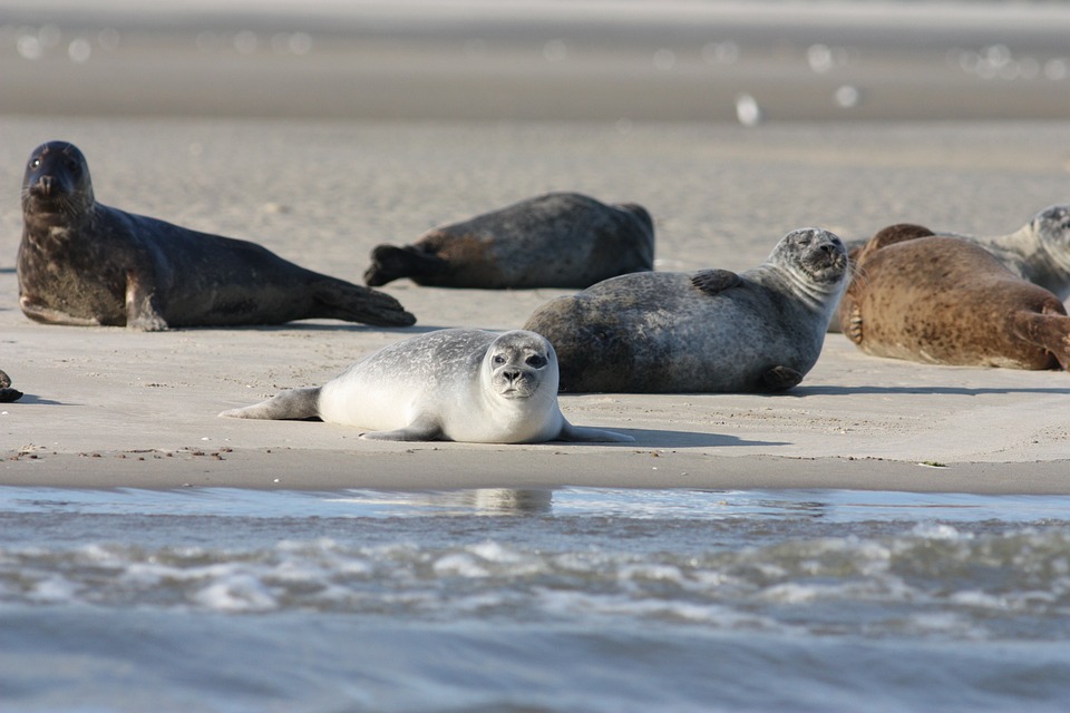 Tijdens eb kun je zeehonden zien rusten op zandbanken en bij geulen