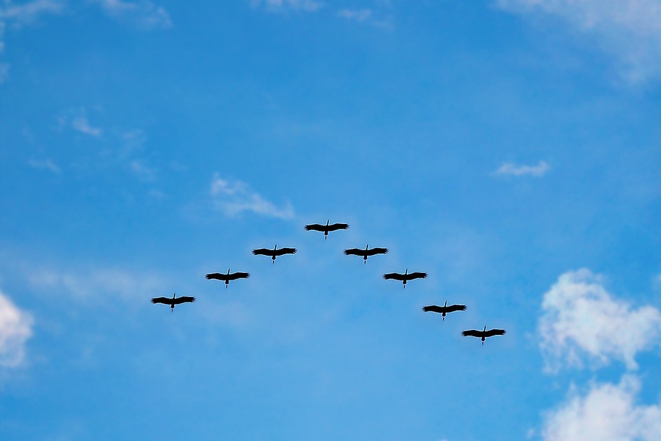 Een groepje kraanvogels in vlucht