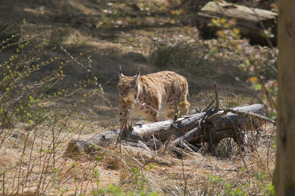 Lynx (Saxifraga - Martin Molet)