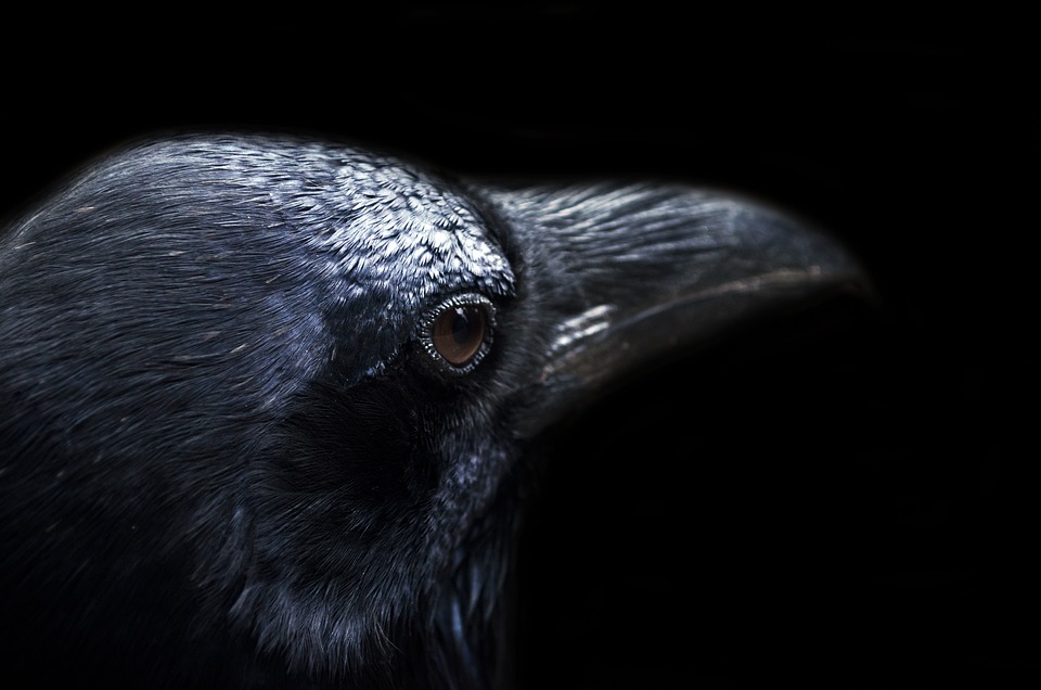 Een close-up van een zwarte kraai. De donkere ogen en bedekte snavelbasis zijn goed te zien