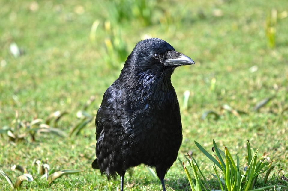 De zwarte kraai, met een zichtbare blauwige gloed over de zwarte veren. Ook de gevederde snavelbasis is goed te zien.
