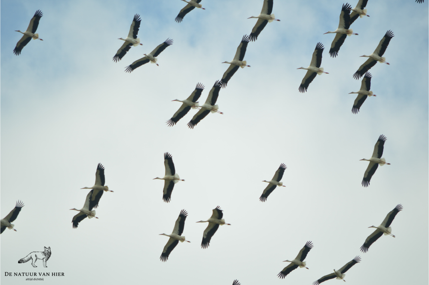Groep ooievaars in vlucht tijdens trek