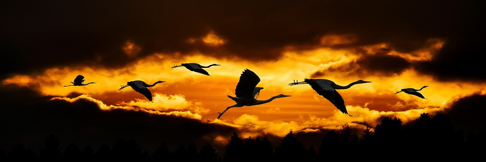 Trekvogels zonsondergang
